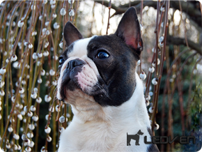 Бостон-терьер