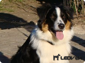 Австралийская овчарка