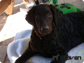 Курчавошёрстный ретривер